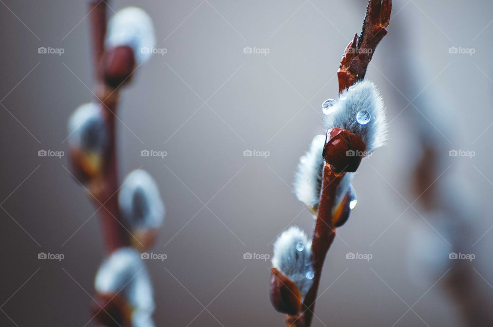 Willow after rain