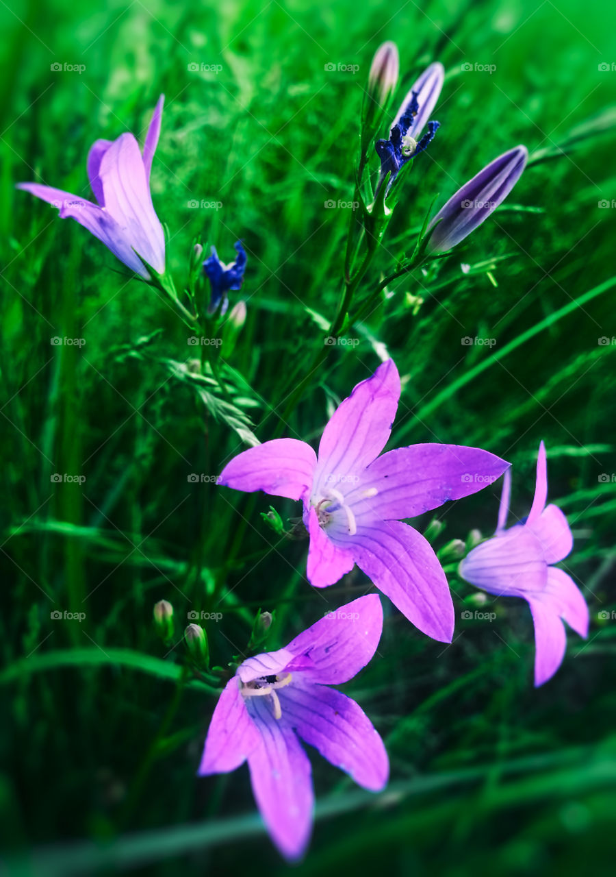 One more purple flower plant in green grass