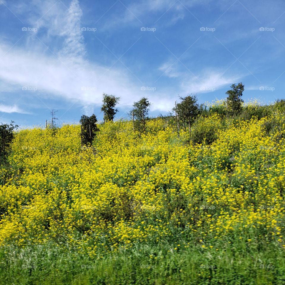 Rolling Hills