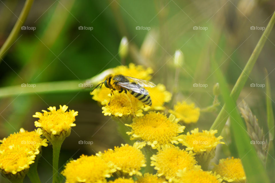 Bumblebee pollinating flowers