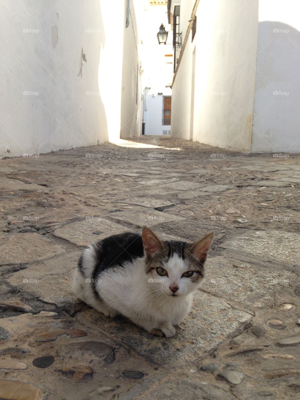 kitten on the street