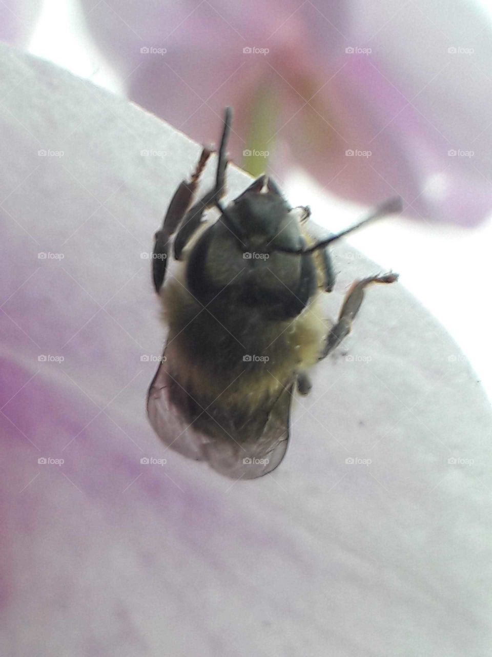 bee