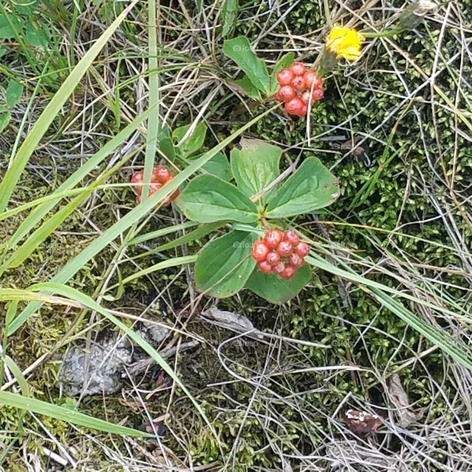 Berry Flower Plant in NH
