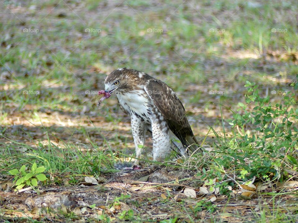 Color Brown - Close up of a bird of prey - Red-tailed hawks are big, diurnal birds of prey that catch and eat gray squirrels and other critters small enough to handle.