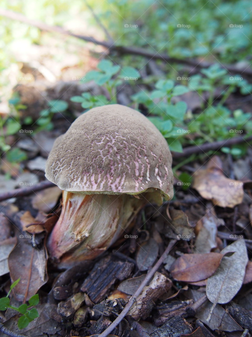 Mushrooms in the forest