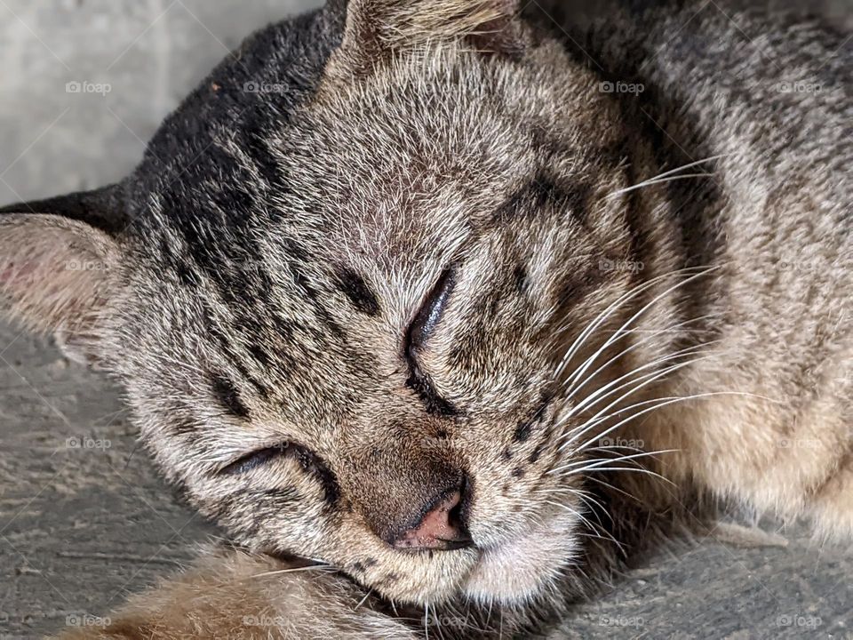 little tiger is sleeping🐈😸