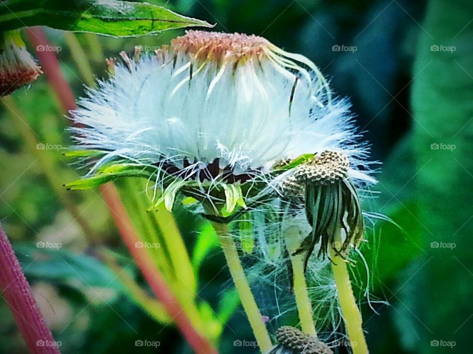 flower of silk. silk flower