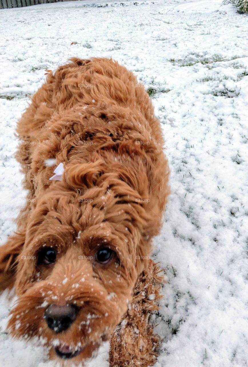 Snowy pup