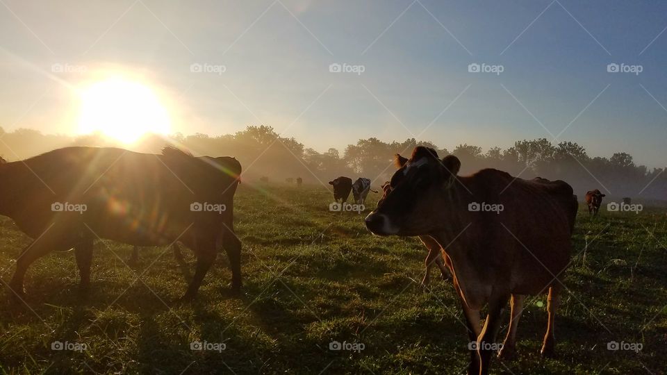 dairy gals going to work