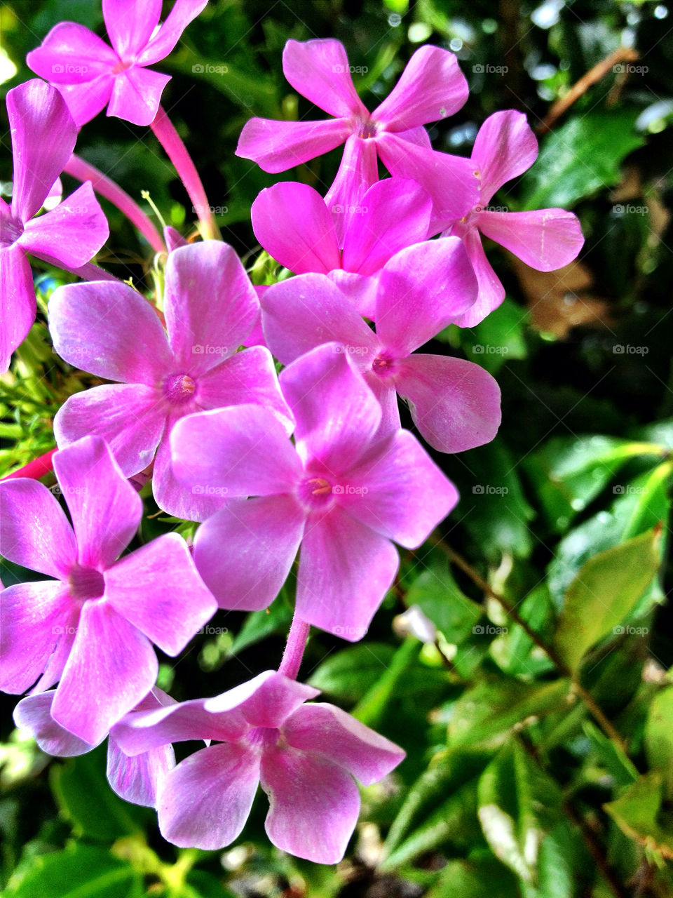 landscape garden pretty pink by vickikl3