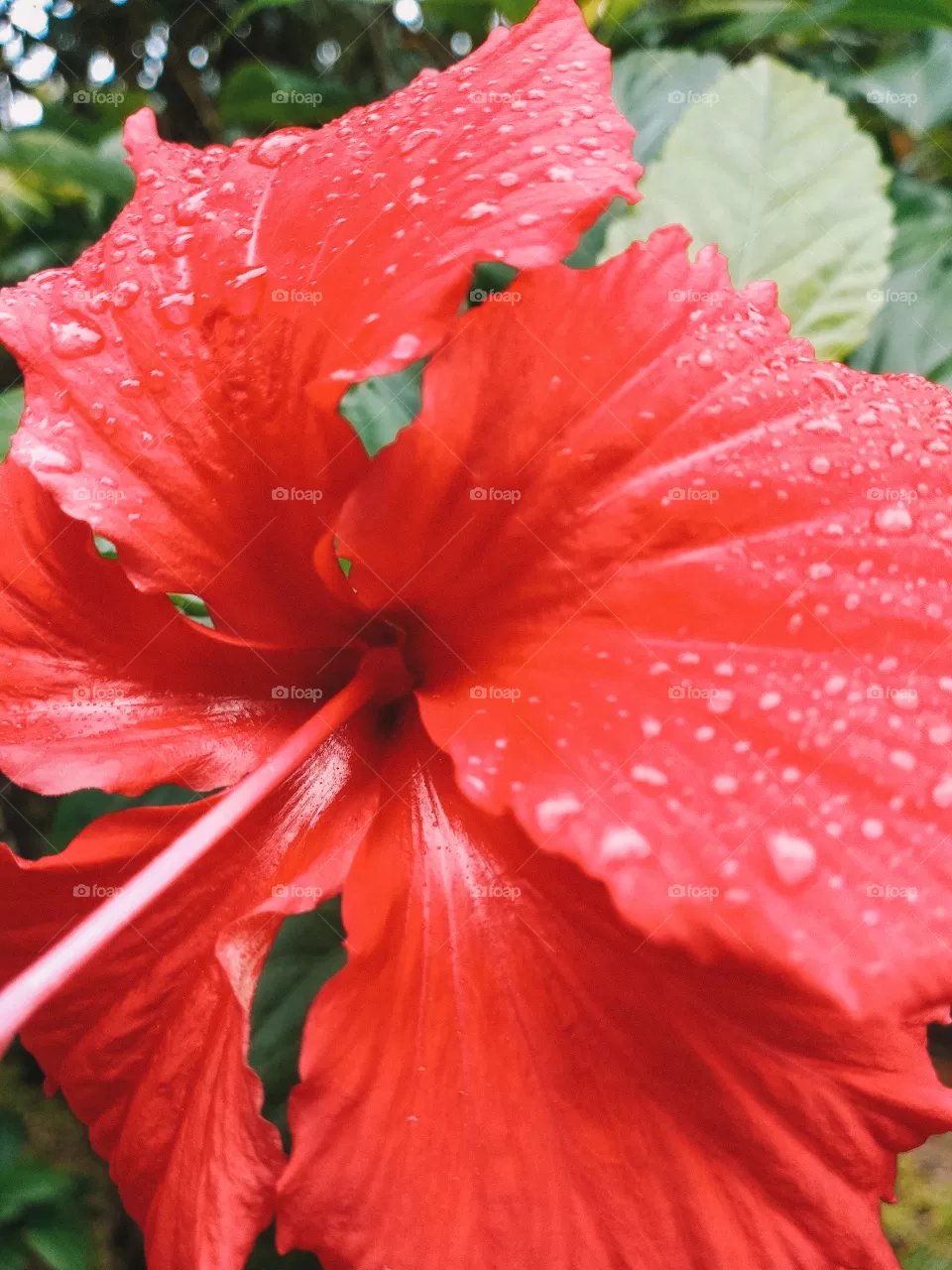Hibiscus portrait