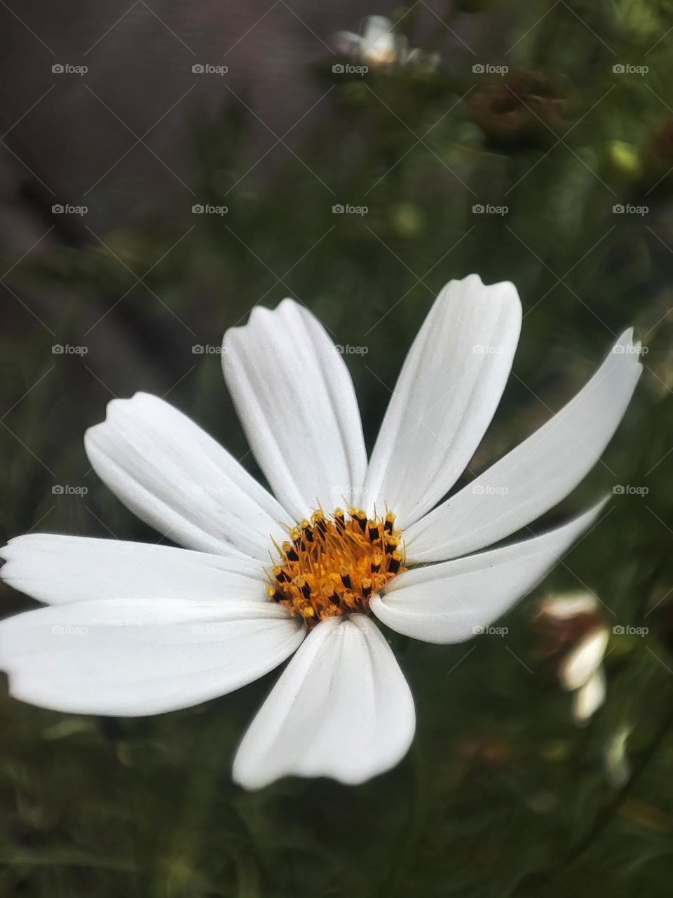Macro photo of a flower growing in the garden