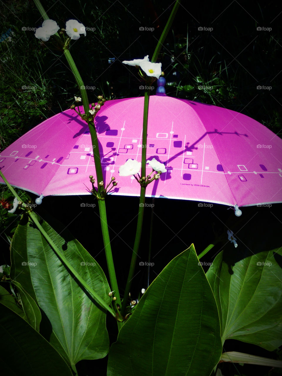 Umbrella and trees. Put the umbrella for protect the small tree