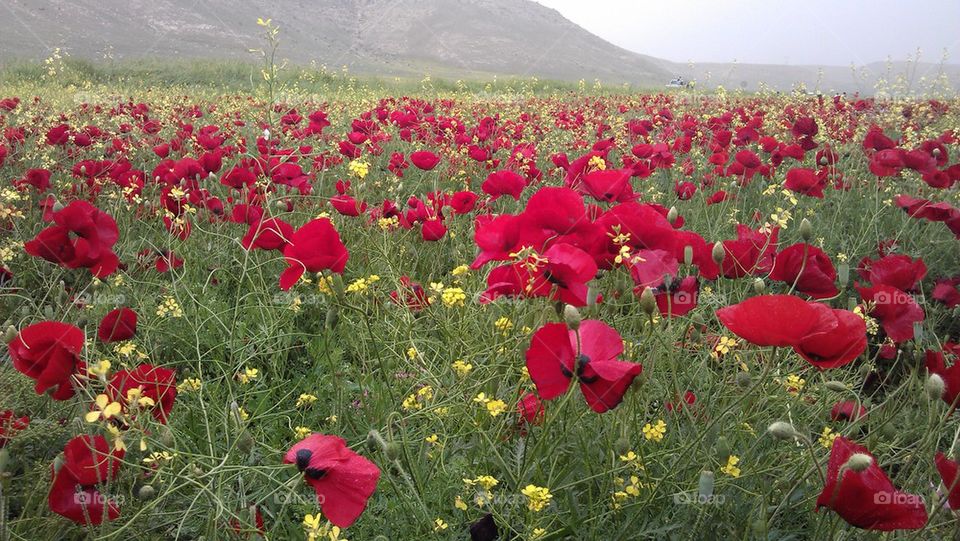 View of flower field