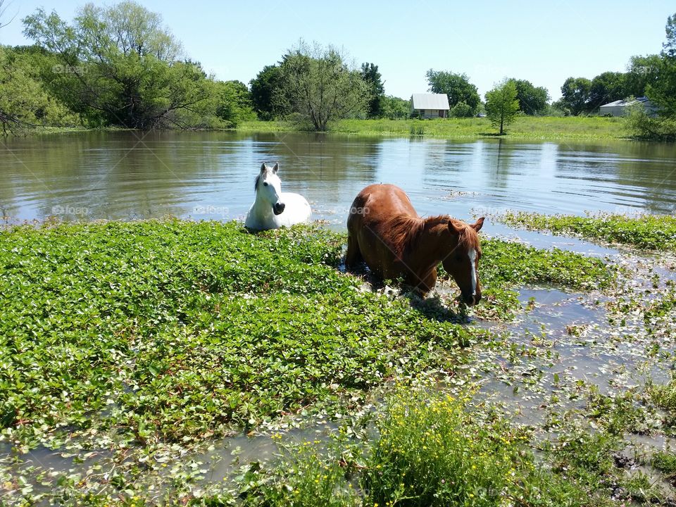 Horses in a Pond