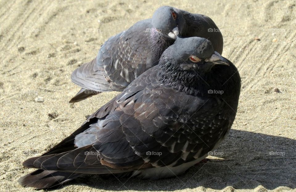 Lovebird pigeons