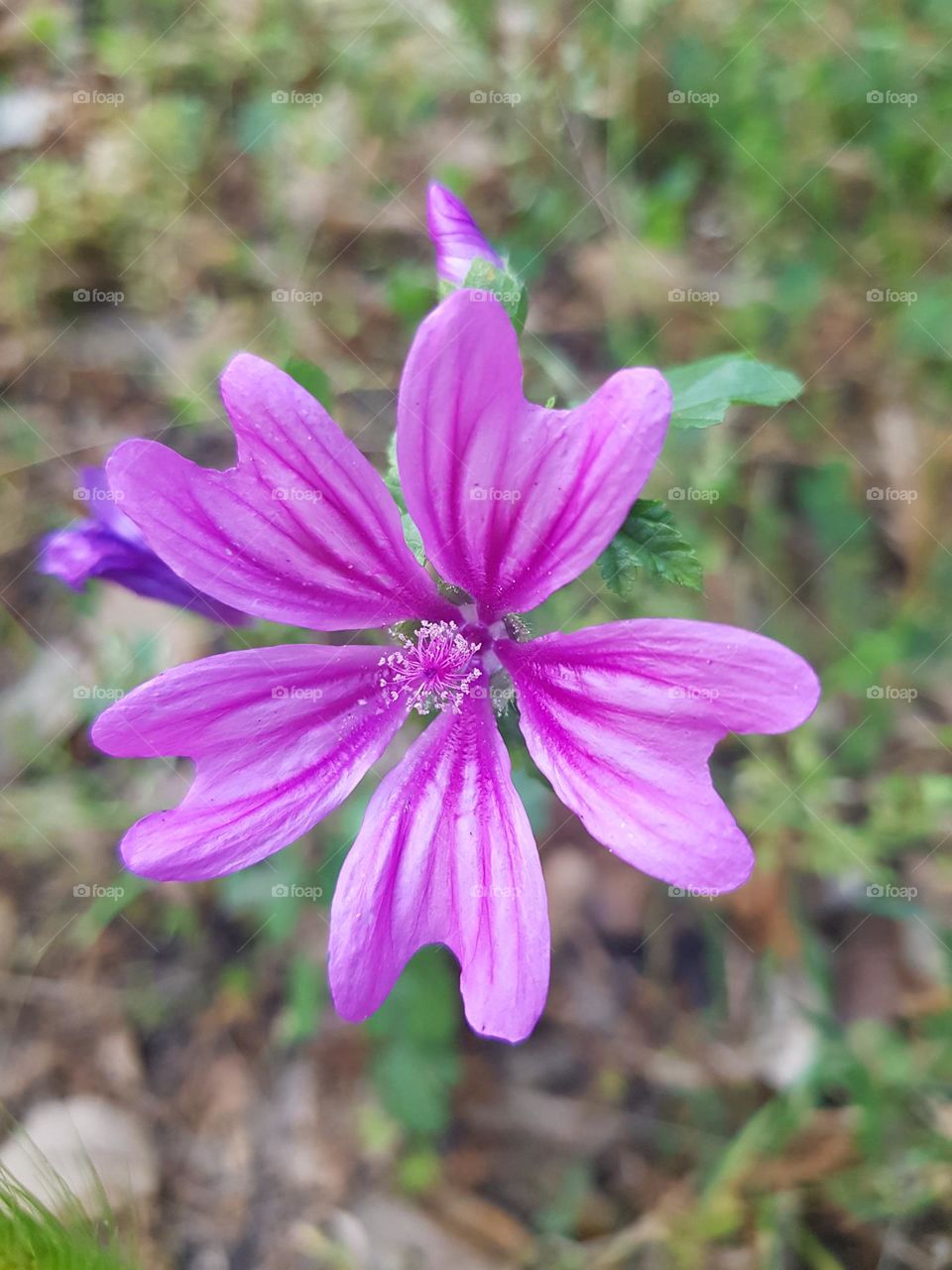 Fleurs du maquis