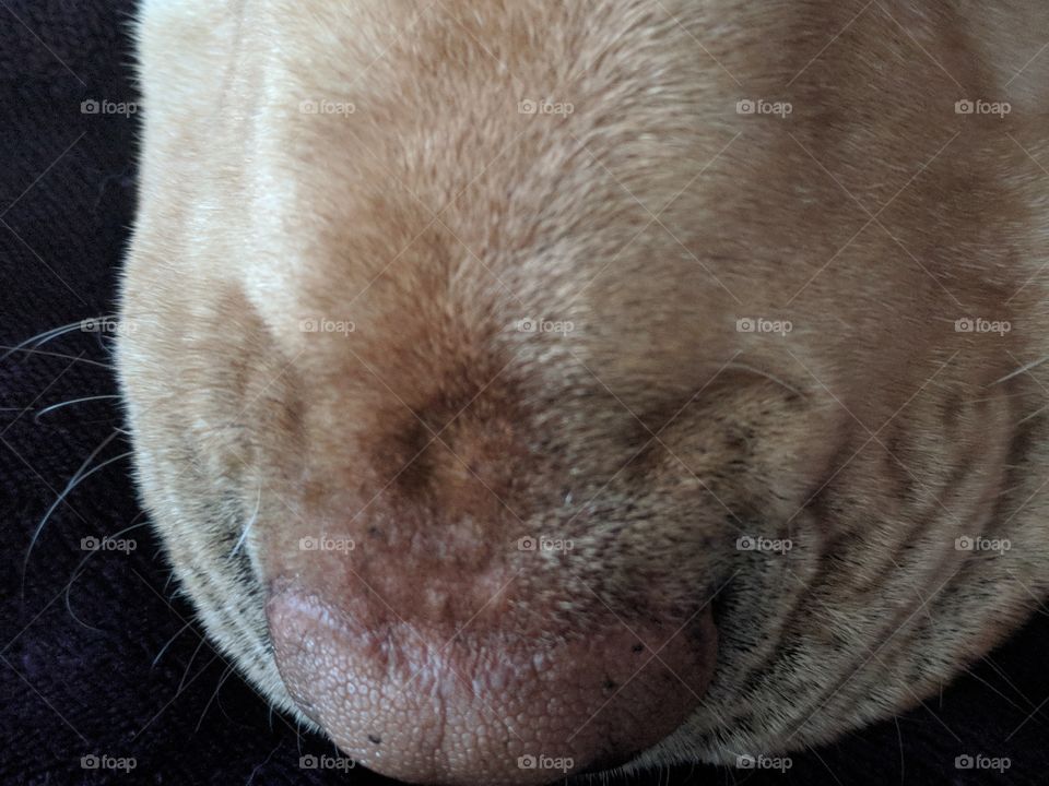 Dog Nose