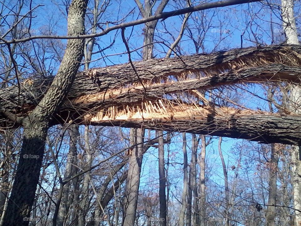 A massive amount of splinters!