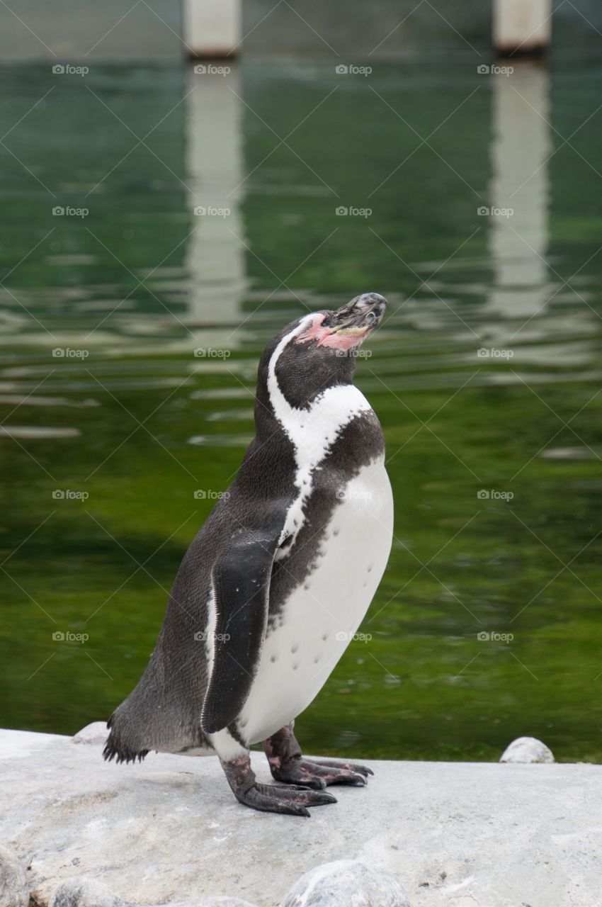 Penguin 