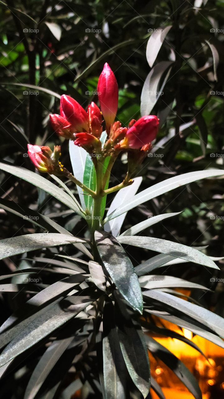 Pink Nerium buds are glowing beautiful in artificial light in night.