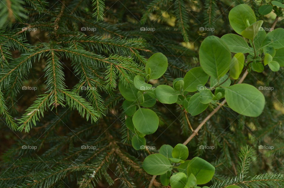 Green neighbors