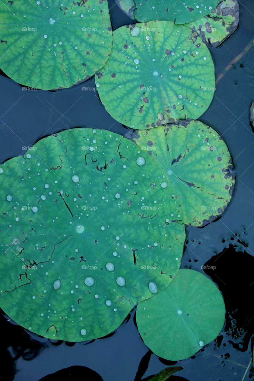 Leaf, Flora, Lotus, No Person, Flower