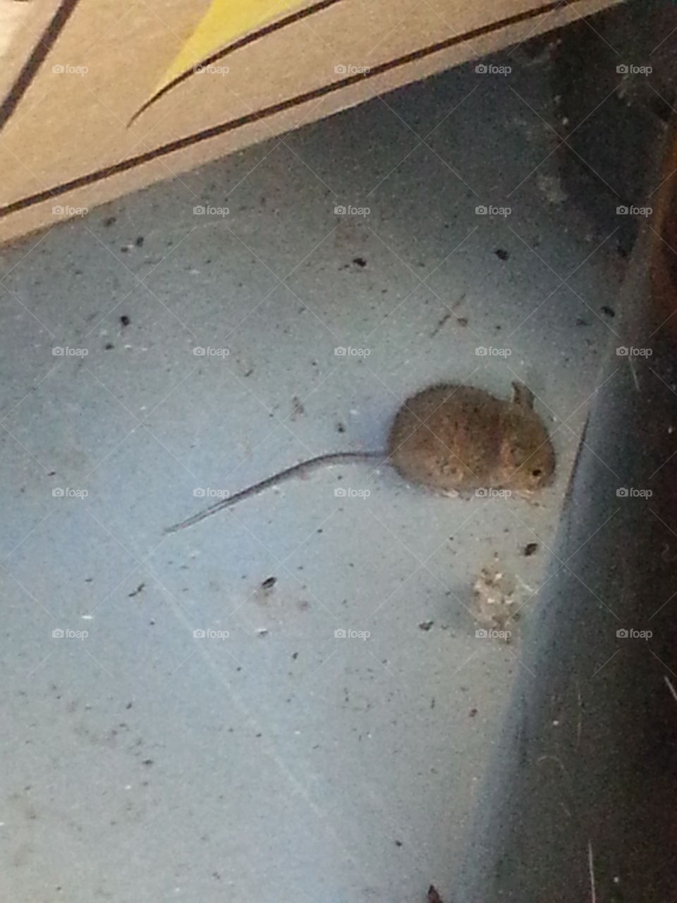 Sneaky Lil' Mouse