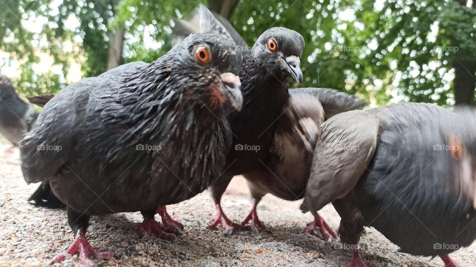 funny birds