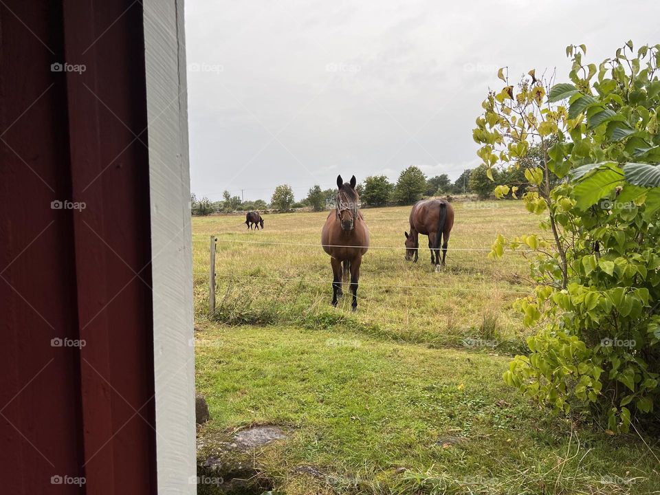 Countryside living and horses around the corner 