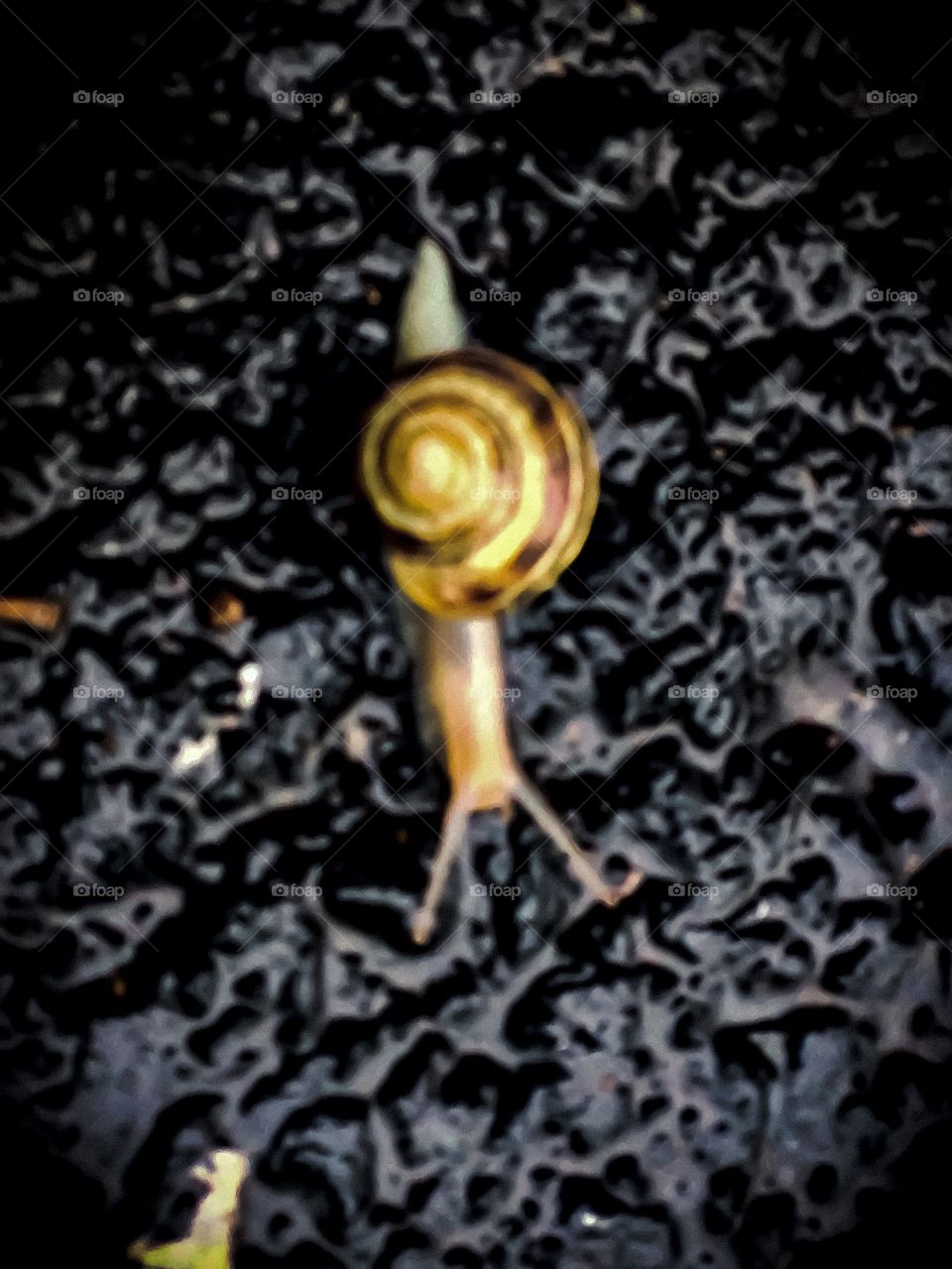 A snail trying to slowly crawl its way across the saturated driveway on this rainy, damp day. 