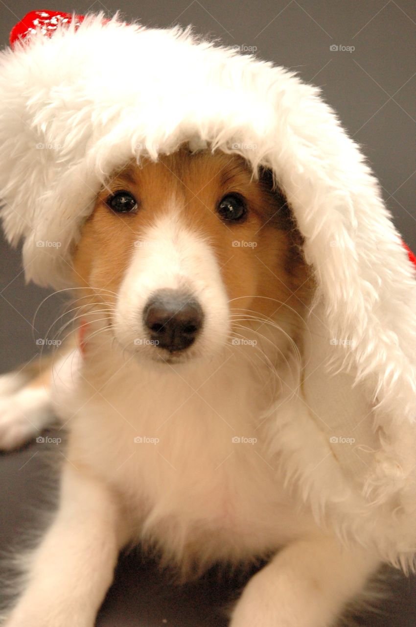 Sheltie in a Santa hat