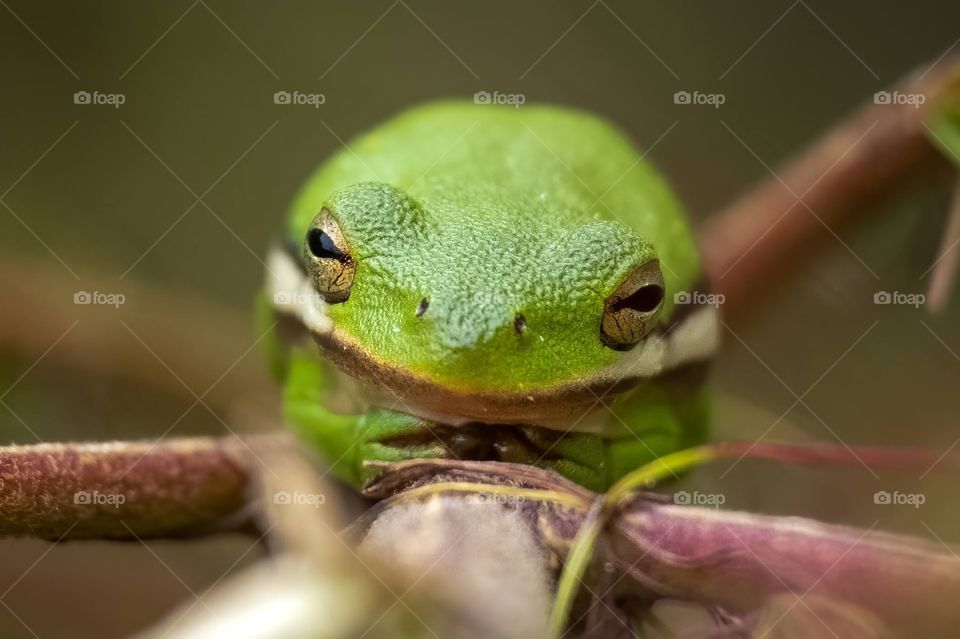 A green tree frog in a really comfortable position.