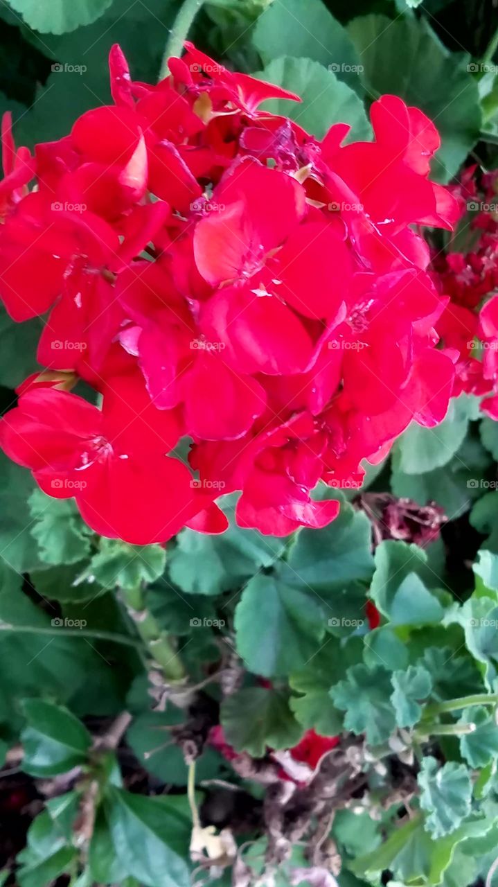 Bright red flower