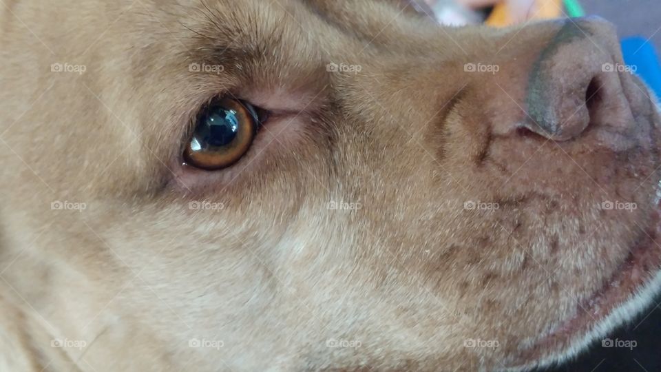a close up of my dogs face