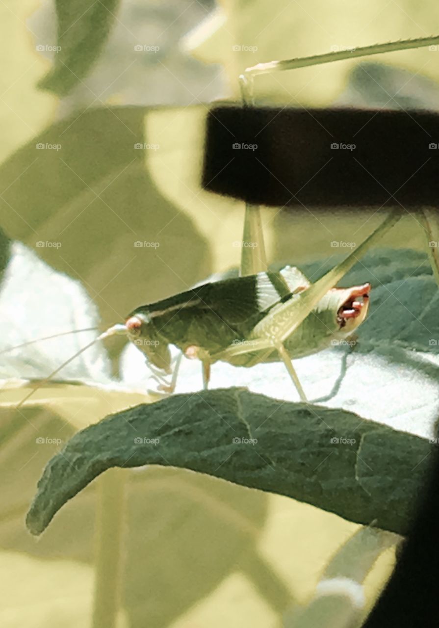 Camouflage for grasshopper in plant leaves.