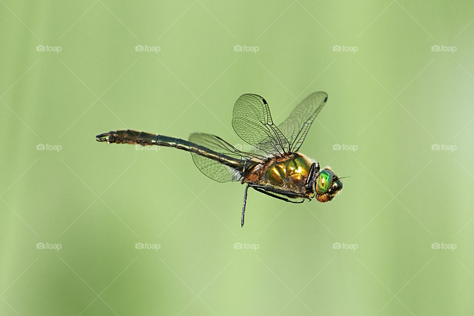 Dragonfly in flight against a green background made by fresh reed leaves by the lake in Western Finland in the hot early evening in June 2021.