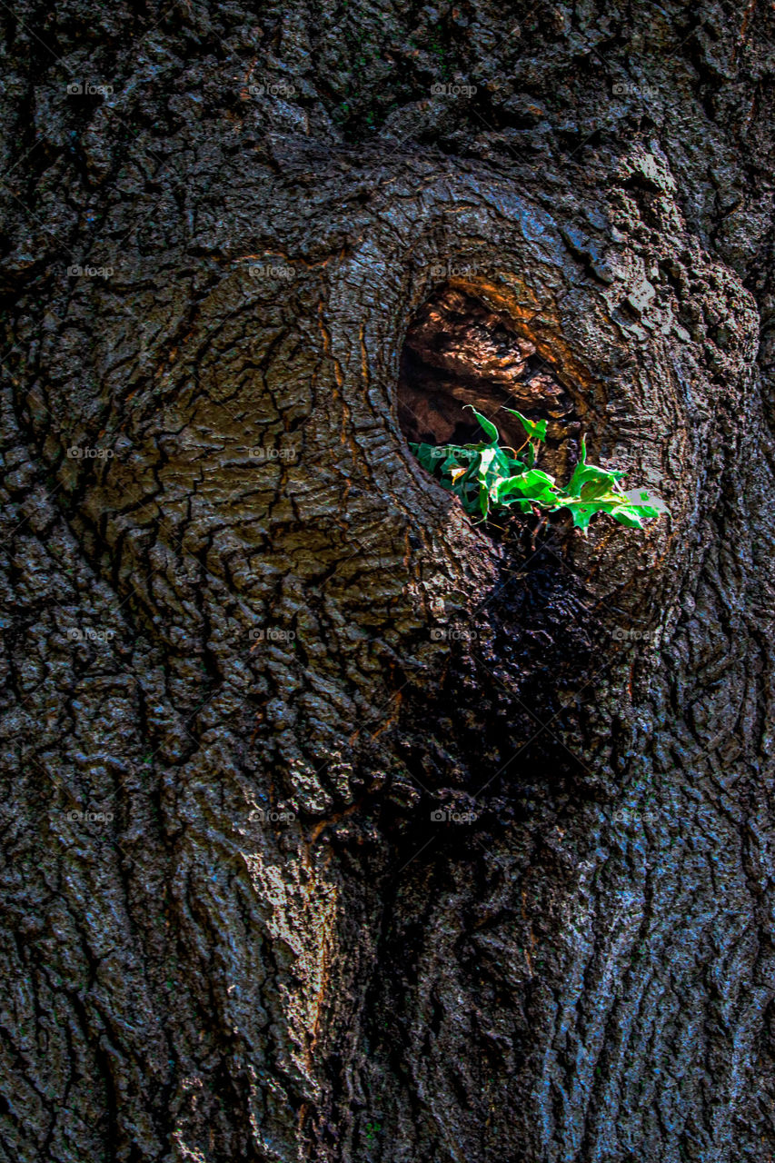 a little green growing out a hole in a tree