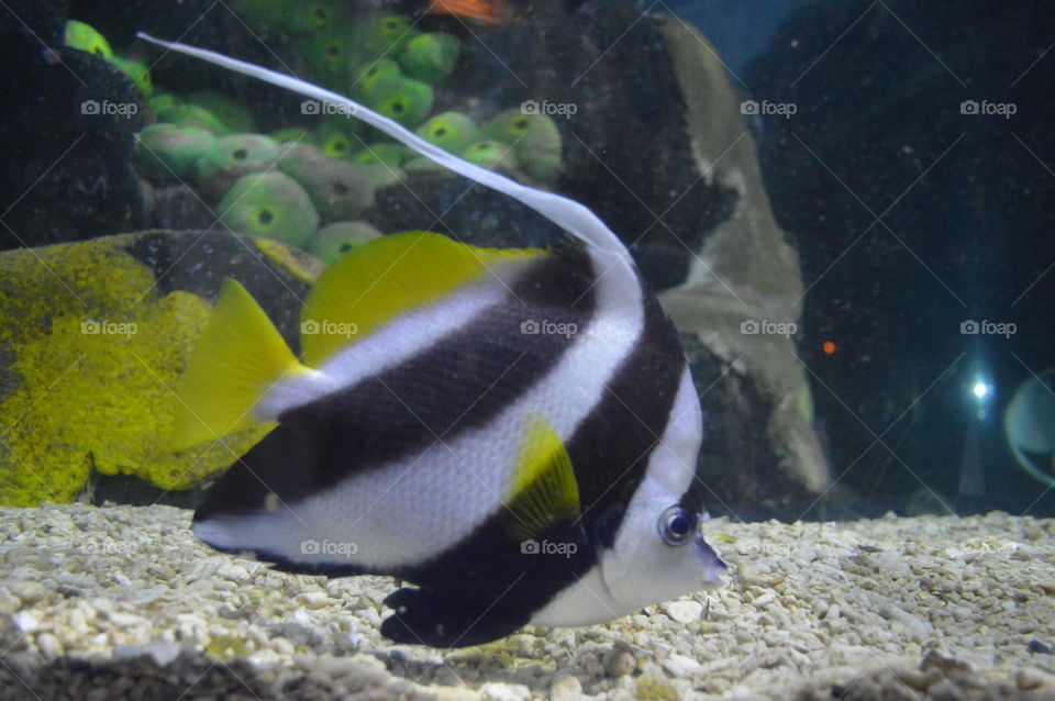 fish with a yellow tail