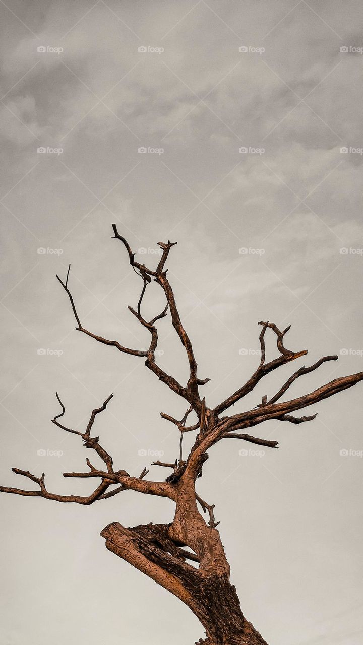 A Alone Dry Tree