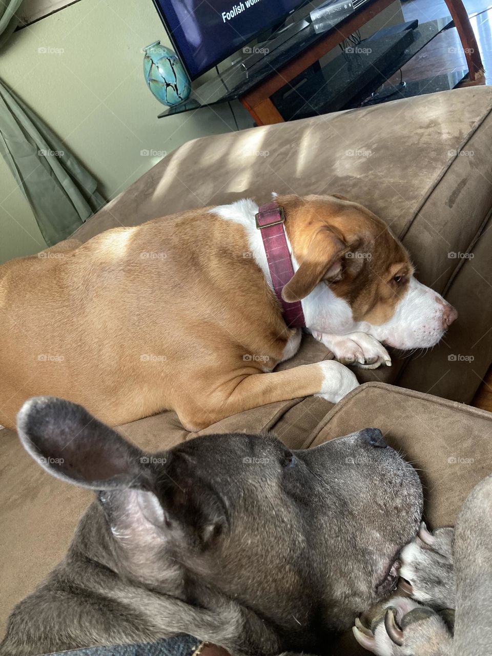 BFF dogs chilling on a couch 