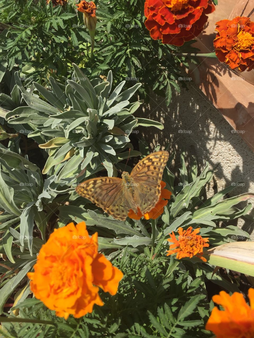 beautiful butterflies on the Crimean peninsula