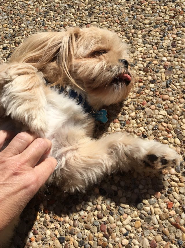 Barney the Shih Tzu
