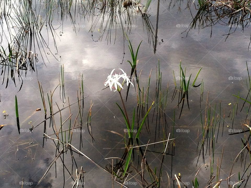 White Flower in the Marsh