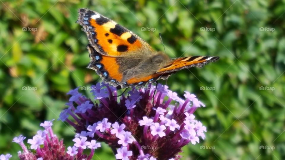 Orange butterfly purple plant