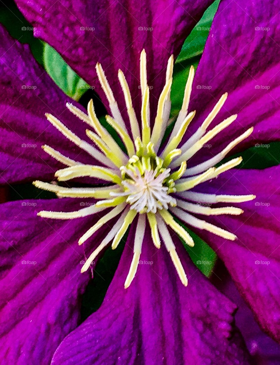 Clematis Whiskers