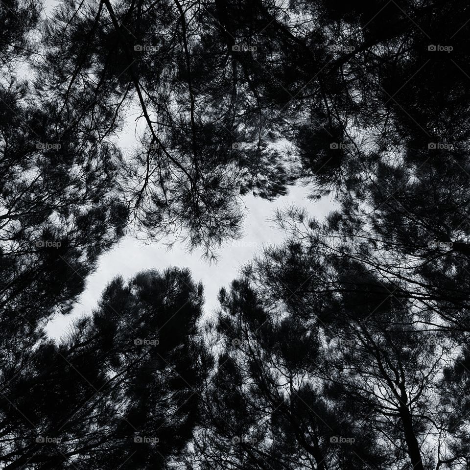 Tree canopy