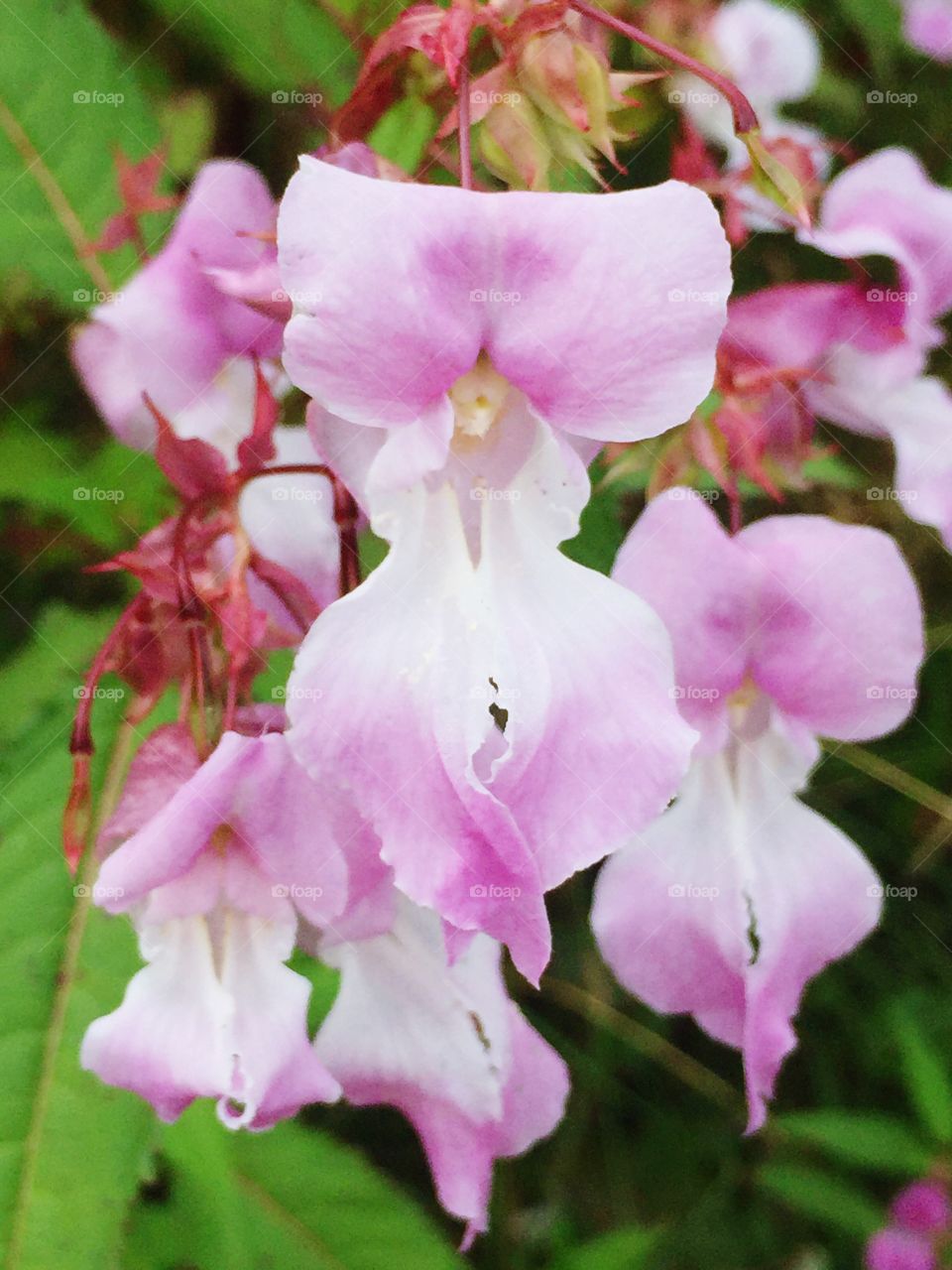 Summer flowers 