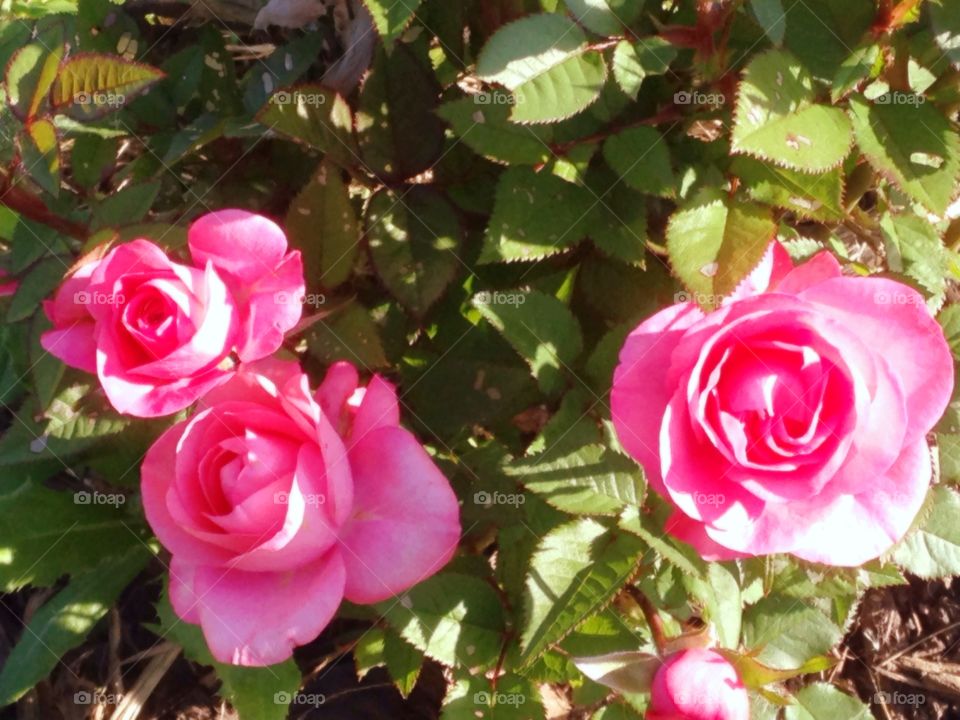 Rose buds. Miniature roses in bloom