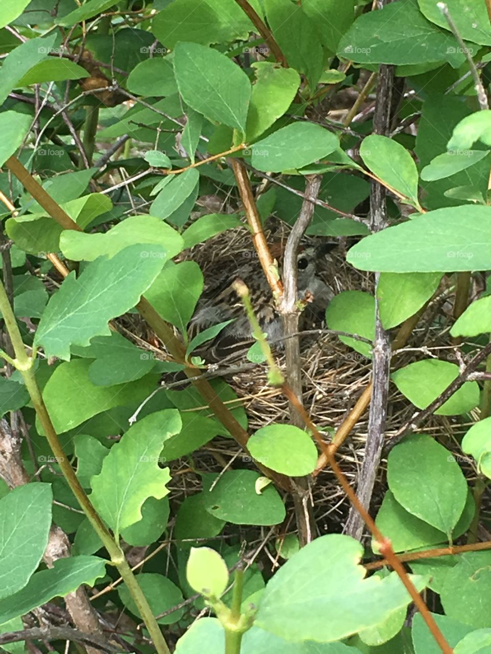 Mother bird on her nest.